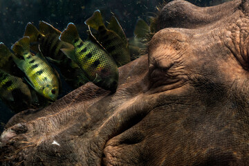 Fish Give Hippopotamus a Facial