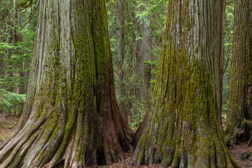 USA, Montana, Kootenai National Forest. Old growth western red cedar trees.