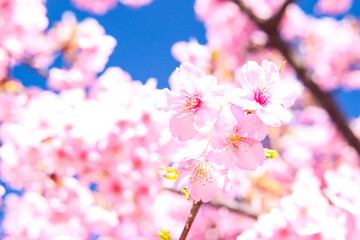 桜 サクラ かわいい きれい 春 さくら 美しい 満開 花見 入学 卒業 新生活 青空 ピンク