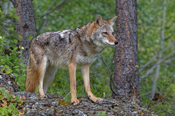 USA, Montana. Coyote close-up in controlled environment.