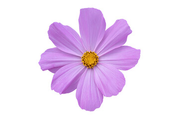 Pink Cosmos flower isolated on white background. Blooming plant with clipping path.