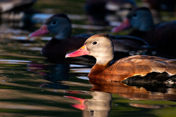 Photo of a Black-bellied whistling duck (Dendrocygna autumnalis). This photo was taken at Payne Park in Sarasota, FL.