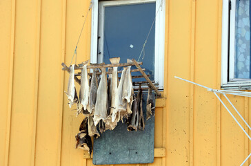 In Greenland, surrounded by sea, halibut is the main ingredient. It is often seen that the halibut skin is dried in the sun in every house. © minspa
