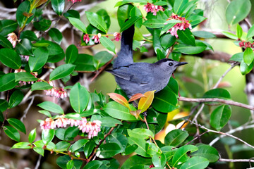 Photo of the gray catbird (Dumetella carolinensis). The photo was taken at Brooker Creek Preserve and Environmental Education Center in Tarpon Springs, FL.