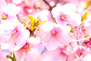 桜 サクラ かわいい 花見 さくら きれい 花見 満開 入学 卒業 美しい 春 
