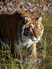 Fototapeta na wymiar USA, Montana. Siberian tiger in controlled environment.