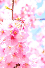 サクラ かわいい 桜 さくら ピンク 満開 春 花びら 綺麗 入学 卒業 新生活