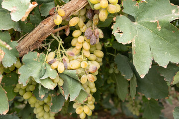 Bunch of grape in the grape valley attraction