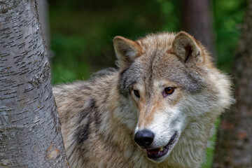 Naklejka na ściany i meble USA, Montana. Tundra wolf in controlled environment.
