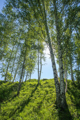 Spring forest, birch trees, sun through the foliage