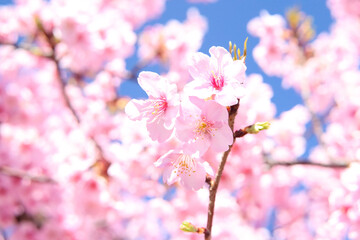 Fototapeta na wymiar 桜 サクラ ピンク 花びら 花見 日本 花びら かわいい 美しい パステル 入学 卒業