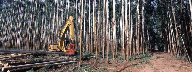 Vista panorâmica de máquina no corte de eucaliptos © Pulsar Imagens