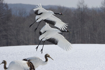 beautiful Japanese Cranes, Hokkaido in Japan　丹頂鶴　北海道