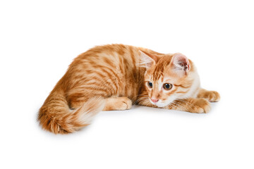 Portrait Of Ginger Cat Sitting