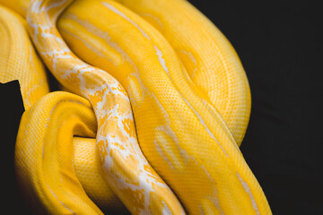 close up of a yellow python.