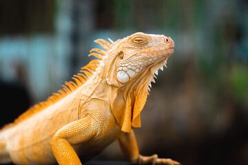 close up of a lizard