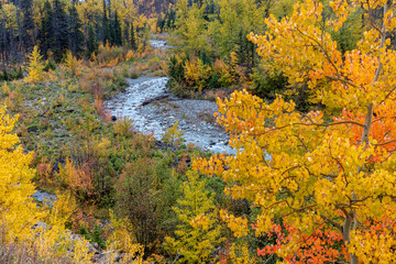 Autumn color along Divide Creek in Glacier National Park, Montana, USA