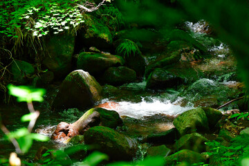 木漏れ日に照らされる源流をトレッキング