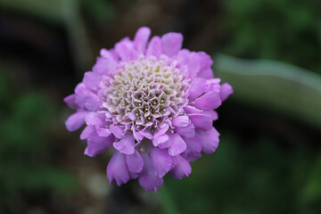 Obraz premium A pink pinecushion flower on a dark green background