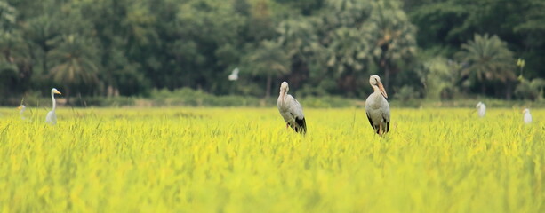 a flock of asian openbill stork (anastomus oscitans) in a grassland © Rupam