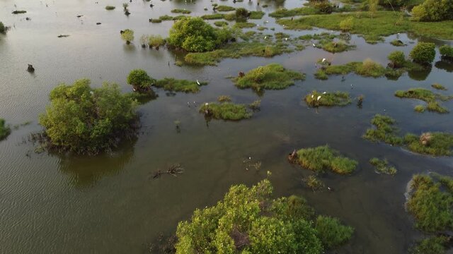 Habitat of egret birds at mangrove area