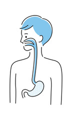若い男性のイラスト。内臓の胃と食道に注目したイラスト。