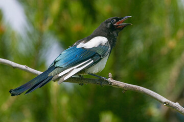 Bozeman, Montana, USA. Black-billed magpie vocalizing.