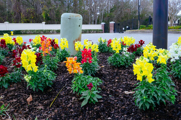 Beautiful garden flower in winter of Florida