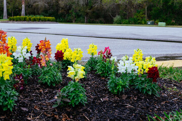 Beautiful snapdragon flower in winter of Florida