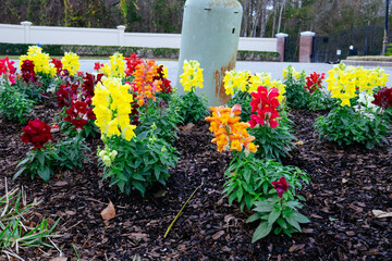 Beautiful snapdragon flower in winter of Florida