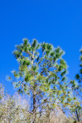 Colorful winter tree leaf in Florida