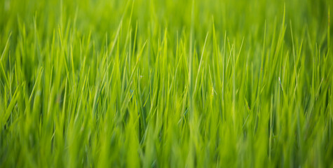 green grass background