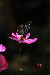 tirumala limniace or blue tiger butterfly is collecting nectars from flower and helps to pollination