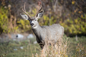 Fototapeta premium A mule deer buck at National Bison Range, Montana.