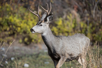 A mule deer buck at National Bison Range, Montana.