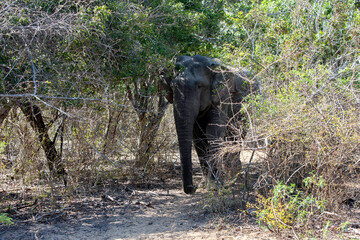 Fototapeta premium A wild elephant walking out of the jungle scrub inside Yala National Park. Yala is located near Tissamaharama in southern Sri Lanka.