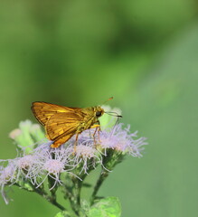cephrenes acalle plain palm dart butterfly is collecting nectars from flower and helps to pollination