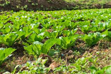 Vegetable in the backyard garden.