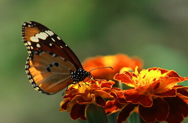plain tiger or african queen or african monarch butterfly (danaus chrysippus) is collecting nectar and helps to pollination