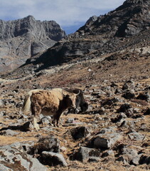 yak (bos grunniens) grazing in the high himalayan pass. sela pass in tawang district in arunachal pradesh, north east india
