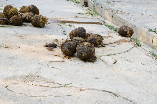 Fresh elephant droppings on the ground and traces of urine look like balls of grass rolled into balls. Can be used to make organic fertilizers or use to make  PooPoo Paper.
