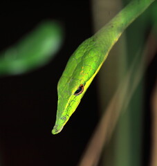 close up view of beautiful but venomous common vine snake or long nosed whip snake (ahaetulla nasuta), also known as sri lankan green vine snake