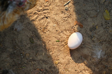 White-shelled eggs left by 