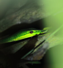 close up view of beautiful but venomous common vine snake or long nosed whip snake (ahaetulla nasuta), also known as sri lankan green vine snake
