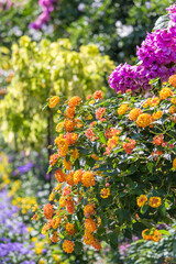 Ile Borromées - Italie
Les îles Borromées, en italien Isole Borromee, sont des îles italiennes du lac Majeur. Elles sont au nombre de cinq, mais seules trois se visitent.