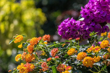 Ile Borromées - Italie
Les îles Borromées, en italien Isole Borromee, sont des îles italiennes du lac Majeur. Elles sont au nombre de cinq, mais seules trois se visitent.