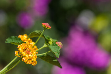 Ile Borromées - Italie
Les îles Borromées, en italien Isole Borromee, sont des îles italiennes du lac Majeur. Elles sont au nombre de cinq, mais seules trois se visitent.