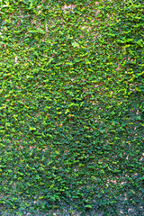 Trimmed bush texture,The wall brick covered by green leaves.