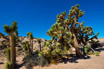Fototapeta na wymiar USA, Nevada, Mesquite. Gold Butte National Monument. Joshua Trees on trail to Kohta Circus.