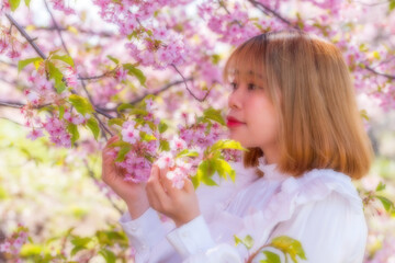 Fototapeta premium 河津桜と若い女性